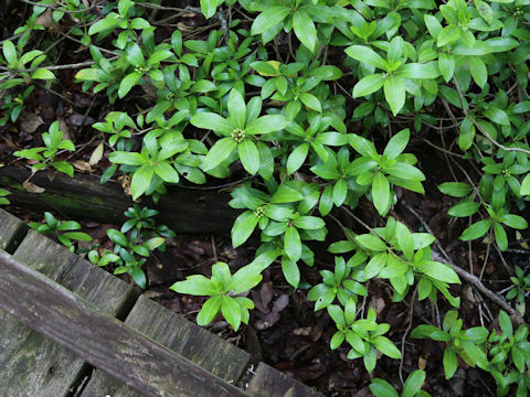 Skimmia japonica var. intermedia f. repens