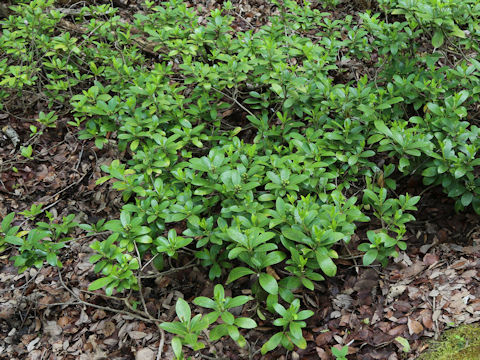Skimmia japonica var. intermedia f. repens