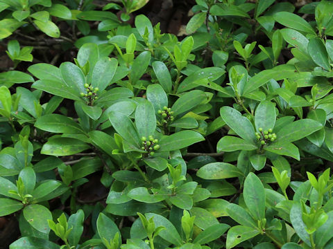 Skimmia japonica var. intermedia f. repens