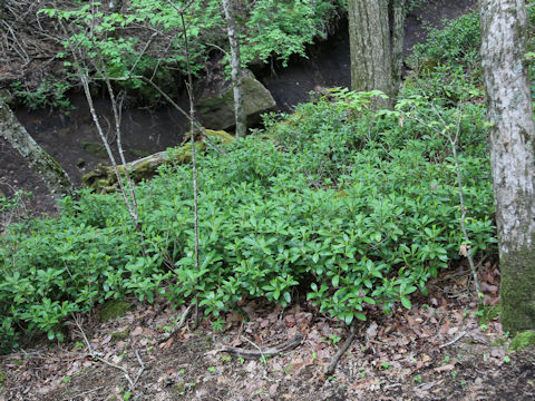 Skimmia japonica var. intermedia f. repens