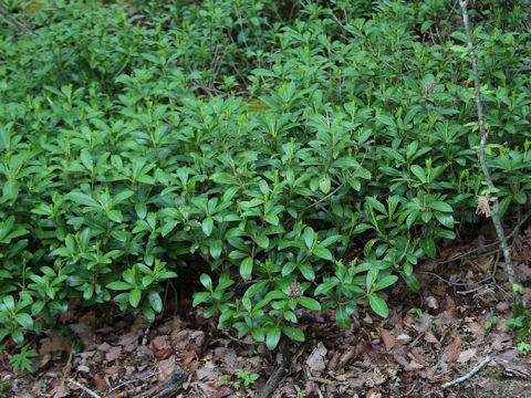Skimmia japonica var. intermedia f. repens