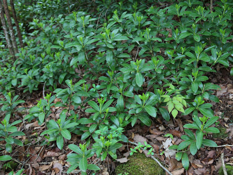 Skimmia japonica var. intermedia f. repens