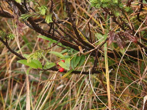 Ilex rugosa var. hondoense