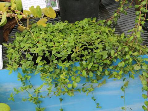 Torenia concolor var. formosa