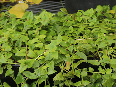 Torenia concolor var. formosa