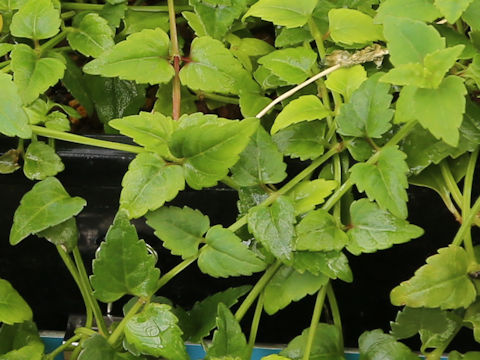 Torenia concolor var. formosa