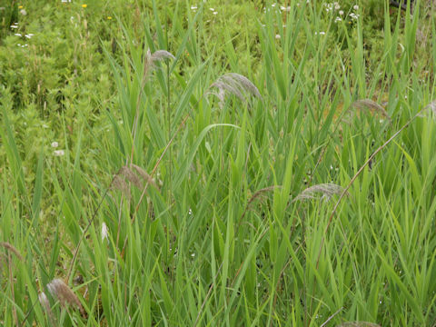 Phragmites japonica