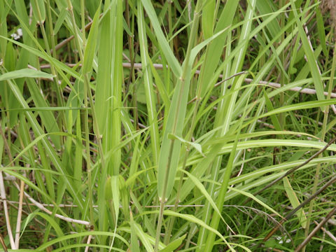 Phragmites japonica