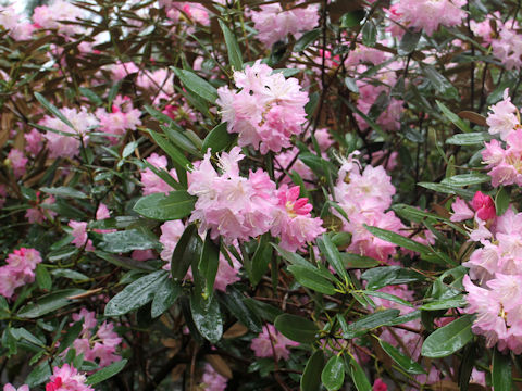 Rhododendron degronianum var. heptamerum