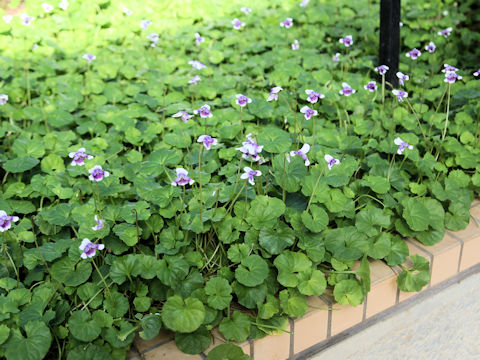 Viola hederacea