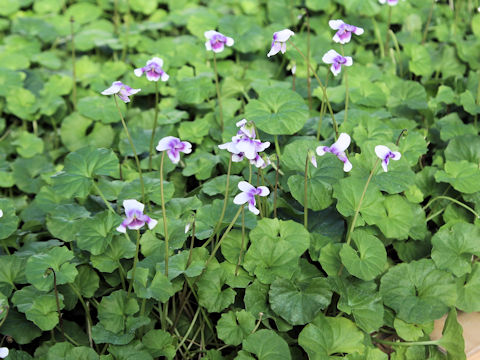 Viola hederacea