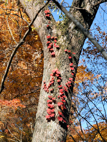 Parthenocissus tricuspidata