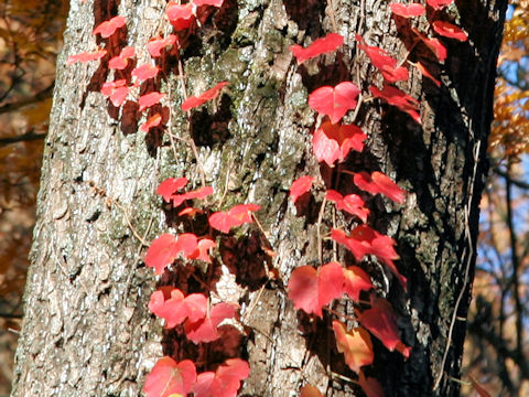 Parthenocissus tricuspidata