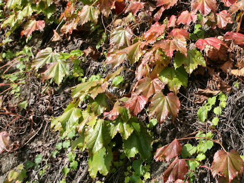 Parthenocissus tricuspidata