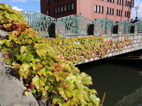 Parthenocissus tricuspidata
