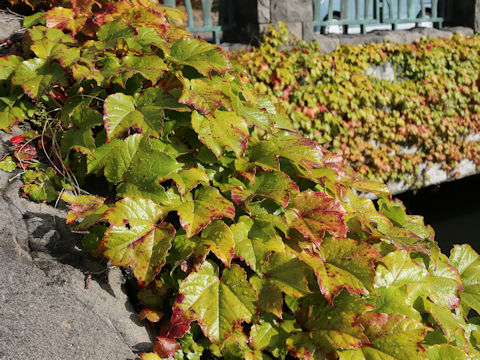 Parthenocissus tricuspidata