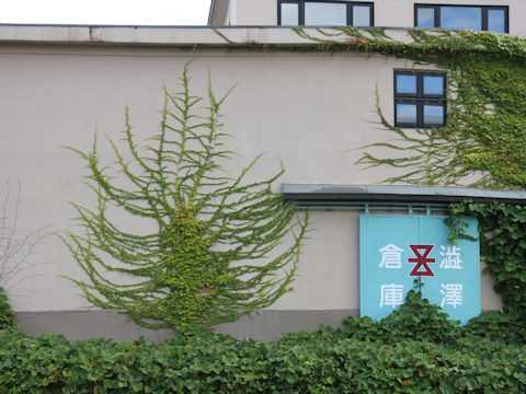 Parthenocissus tricuspidata