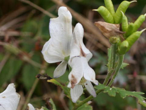 Aconitum tsukubense f. alba