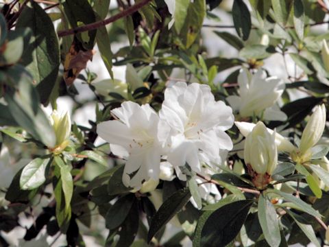 Rhododendron cv.
