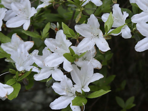 Rhododendron cv.
