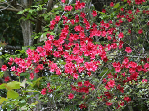 Rhododendron cv.