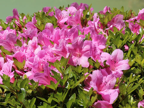 Rhododendron cv.