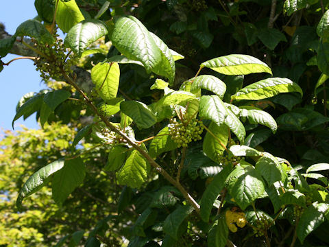 Rhus ambigua