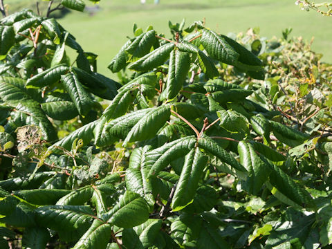 Rhus ambigua