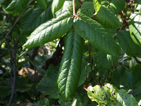 Rhus ambigua