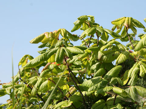 Rhus ambigua