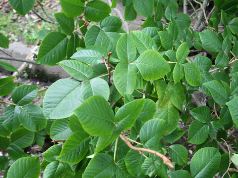 Rhus ambigua