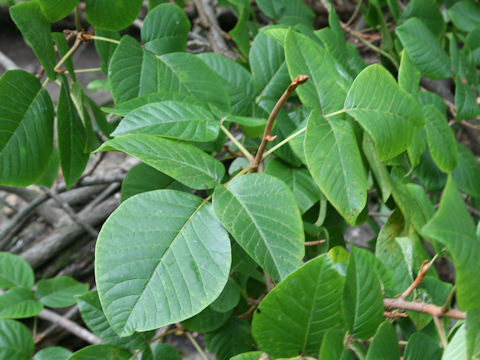 Rhus ambigua