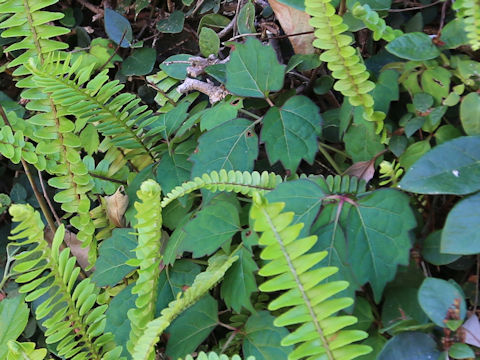 Rhus ambigua