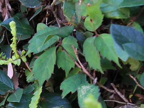 Rhus ambigua