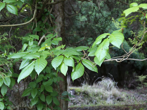 Rhus ambigua