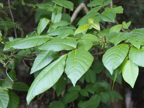 Rhus ambigua