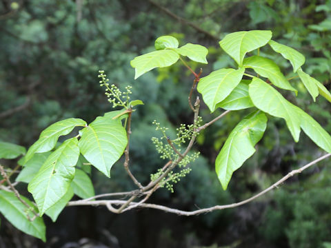 Rhus ambigua