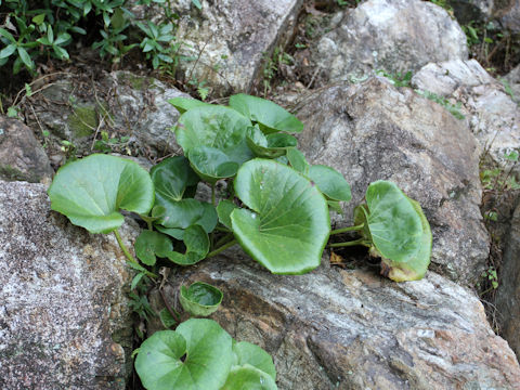 Farfugium japonicum