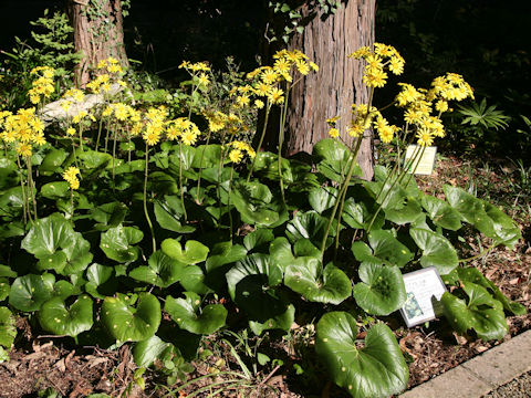 Farfugium japonicum