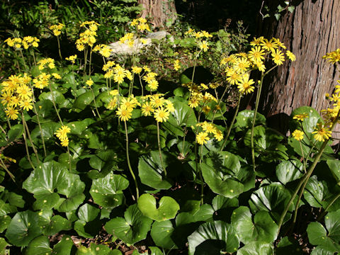 Farfugium japonicum