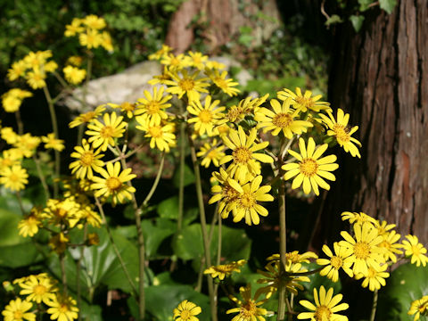 Farfugium japonicum