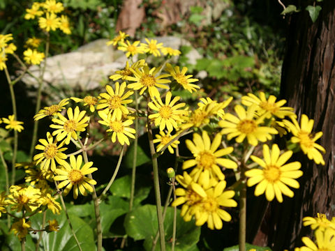 Farfugium japonicum