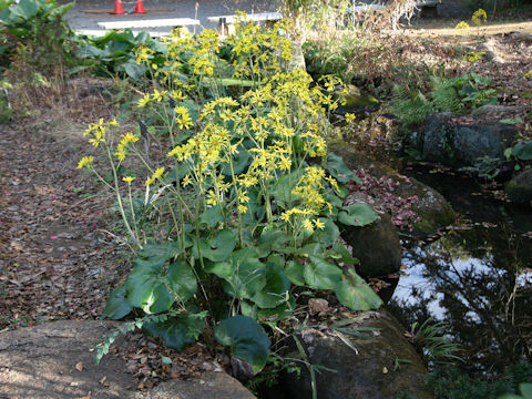 Farfugium japonicum