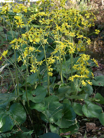 Farfugium japonicum