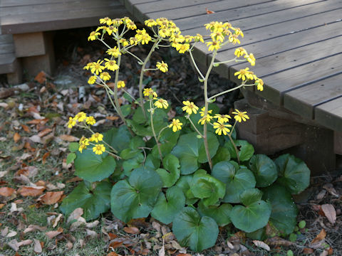 Farfugium japonicum