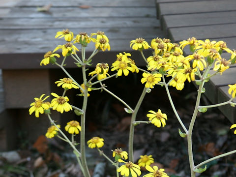 Farfugium japonicum