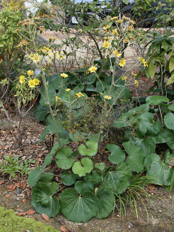 Farfugium japonicum