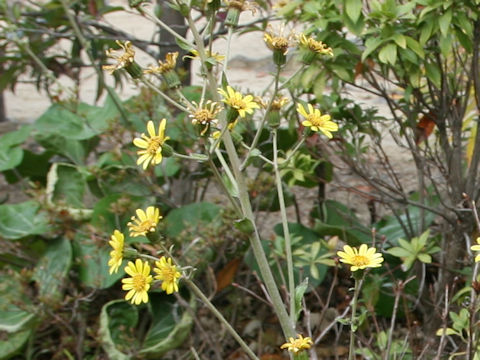 Farfugium japonicum