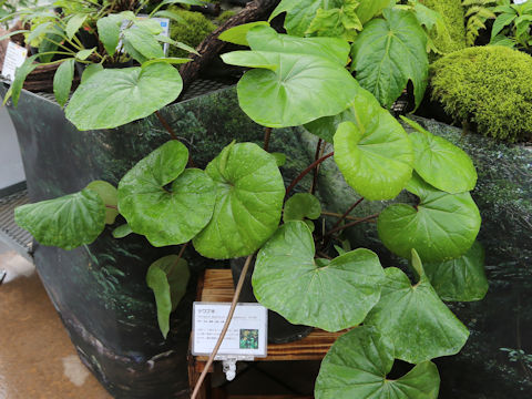 Farfugium japonicum