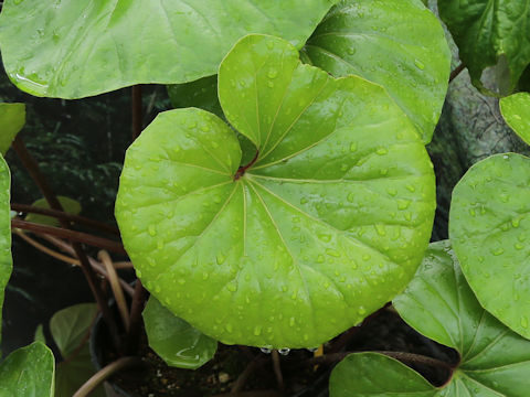 Farfugium japonicum
